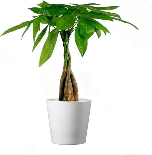 American Plant Exchange Money Tree 4-Inch Pot with Cover Live Easy Care