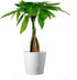 American Plant Exchange Money Tree 4-Inch Pot with Cover Live Easy Care