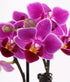 Touch of Royalty Mini Orchid Plant