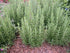 Rosemary Plants Spice Island in 4 inch Cups (5 Count)