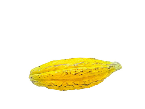 Ceylonwood Herbals 50 Pack Organic Cocoa Seeds, Cacao Seeds, Theobroma cacao Seeds