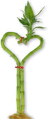 Lucky Indoor Bamboo Heart - Live Plant - Ships Bare Root -