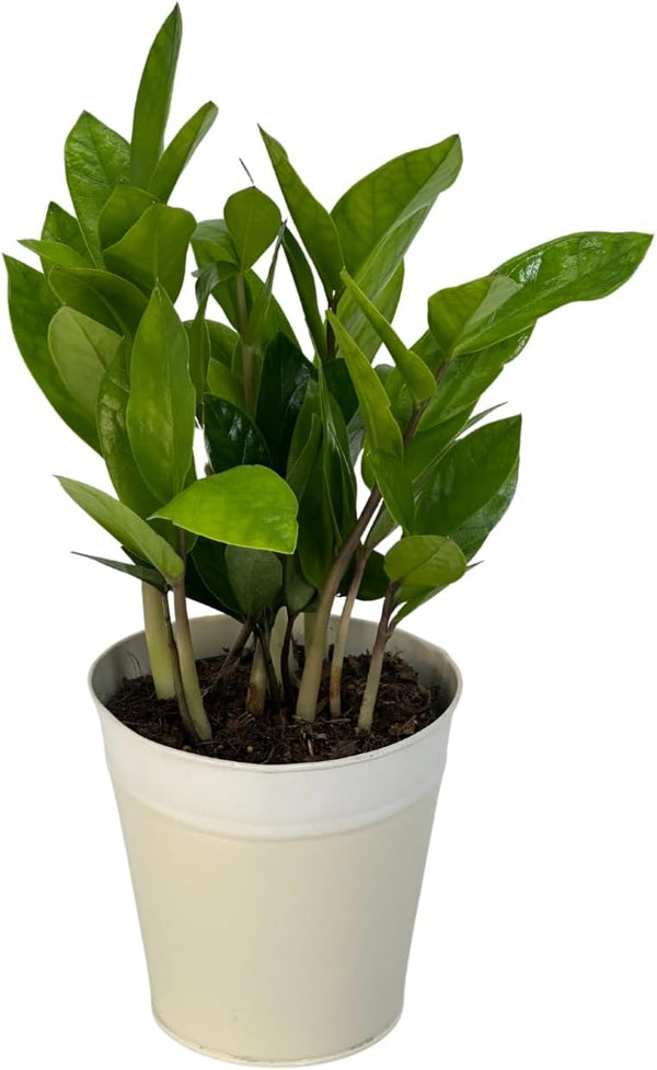 Live ZZ Plant in 5 White Duo-Tone Decorative Metal Pot | Indoor