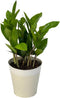 Live ZZ Plant in 5 White Duo-Tone Decorative Metal Pot | Indoor