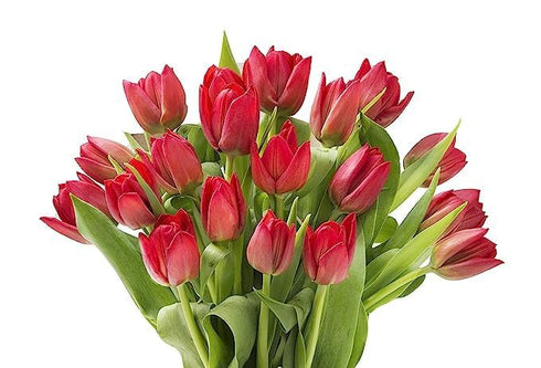 15 KaBloom - Red Tulips Without Vase - Fresh Flowers for Birthday, Valentine's & Mother's Day