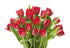 15 KaBloom - Red Tulips Without Vase - Fresh Flowers for Birthday, Valentine's & Mother's Day