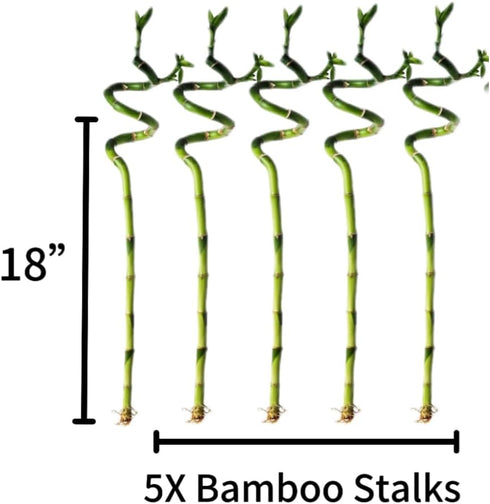 Generic 5 18 Inch Stalks of Spiral Lucky Bamboo with one Free Bottle of Plant Food