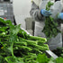 Broccoli Rabe Friarielli Preserved in EVOO - Maida Farm, Campania, Italy