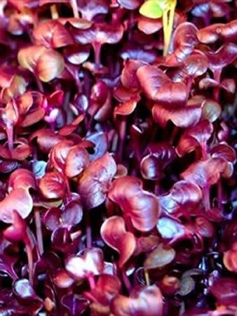 1 Lb Purple Sango Sprouting Radish Seeds: - Non-GMO Seed for Vegetable Garden, Growing Micro Greens