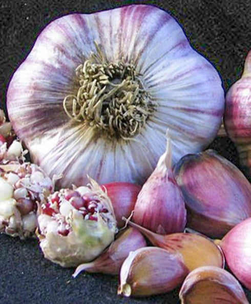 Generic 8 Hardneck Garlic Tuber for Planting - Purple Italian Hardneck Garlic Tuber