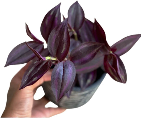 Generic 4" PLANTVERS Purple Jew Live Plant in a Nursery Pot - Low Light Air Purifier - Low Maintenance Houseplant Gift