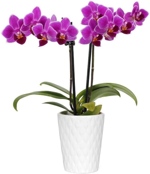 From You Flowers - Touch of Royalty Mini Orchid for Mother's Day,