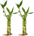 Generic Set 3 4,6, 8 3.5 of Two Live Lucky Bamboo Stalk Arrangements & Straight Lucky Bamboo in Round Glass Pot