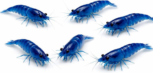 20 Blue Dream Supreme Gene Shrimps Live Freshwater Shrimp Aquarium Neocaridina, Live