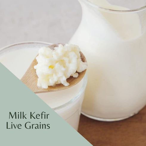 Fresh Live Milk Kefir Grains Probiotic Starter Cultures