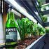12 6 Jones Soda ounce Glass Bottles (Green Apple, Bottles)