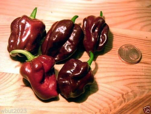 Jamaican Chocolate Habanero Pepper Seed,A.K.A.Jamaican Hot Chocolate,Black Congo