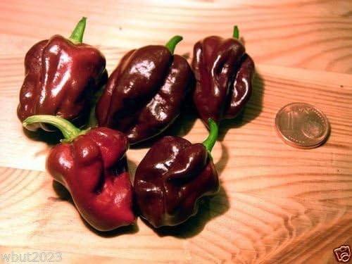 Jamaican Chocolate Habanero Pepper Seed,A.K.A.Jamaican Hot Chocolate,Black Congo