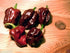 Jamaican Chocolate Habanero Pepper Seed,A.K.A.Jamaican Hot Chocolate,Black Congo