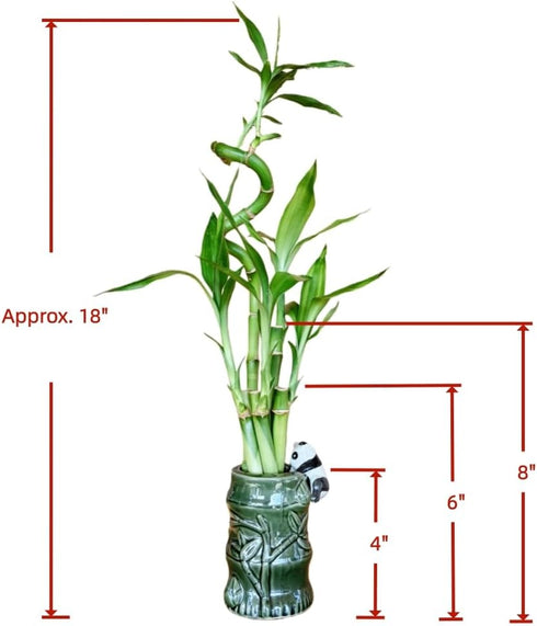 Generic 5-Stalk Live Lucky Bamboo Plant Arrangement with Ceramic Vase for Home, Office and Gift, Easy Care Plant