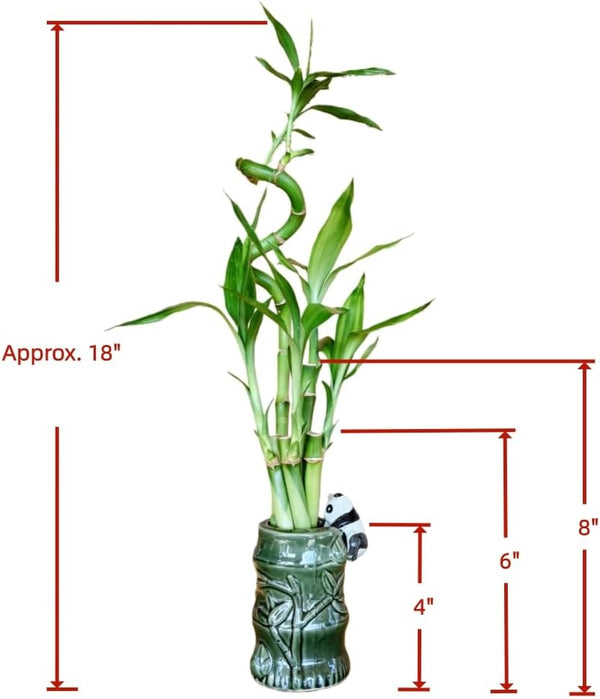 Generic 5-Stalk Live Lucky Bamboo Plant Arrangement with Ceramic Vase for Home, Office and Gift, Easy Care Plant