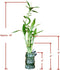 Generic 5-Stalk Live Lucky Bamboo Plant Arrangement with Ceramic Vase for Home, Office and Gift, Easy Care Plant