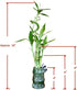 Generic 5-Stalk Live Lucky Bamboo Plant Arrangement with Ceramic Vase for Home, Office and Gift, Easy Care Plant