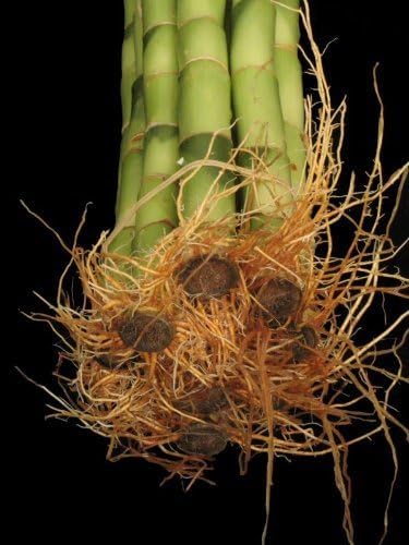 jmbamboo -10 Stalks of 18 Inches Straight Lucky Bamboo ,Exclusive Design By