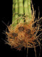 jmbamboo -10 Stalks of 18 Inches Straight Lucky Bamboo ,Exclusive Design By