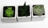 Athena's Garden Set 3 2" 3" A of Live Succulents in White Square Pots Each Supported with Natural Polished River Rocks
