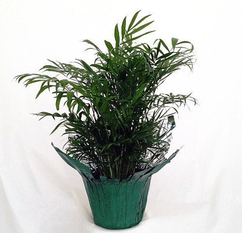 jm bamboo -Victorian Parlor Palm - Chamaedorea Elegans - Indestructable