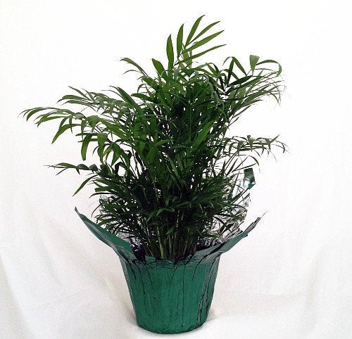 jm bamboo -Victorian Parlor Palm - Chamaedorea Elegans - Indestructable