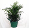jm bamboo -Victorian Parlor Palm - Chamaedorea Elegans - Indestructable