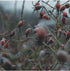 100% 8.47 oz (Pack 2) Garisar- Wild Rosehip Marmalade Sugar Free, Wild Rosehip Marmalade - Natural Wild Rosehip - Great