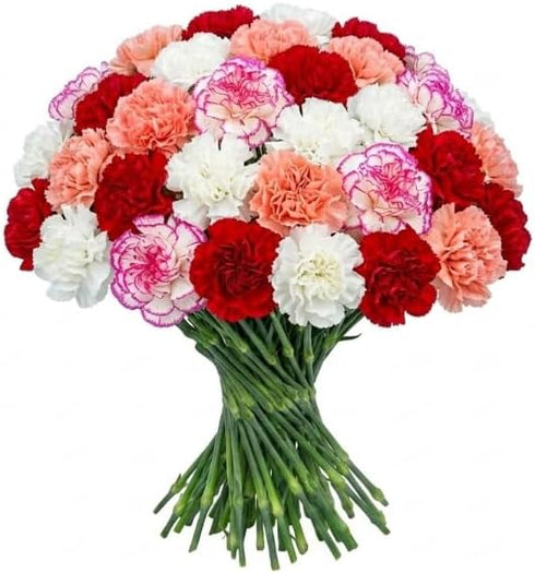 FlowerPrime 50 Valentine's Day Carnations - Fresh Natural Cut Flowers Special Holiday