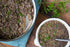10 lb French Green Lentils, Whole Green Lentils with Firm Texture for Salads, Soup & Mediterranean Cooking, Bulk by