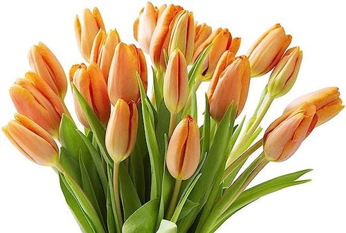 20 KaBloom Flowers - Valentine Collection - PREMIUM Orange Tulips Without Vase - Farm Fresh Cut Flowers - Gift