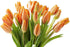 20 KaBloom Flowers - Valentine Collection - PREMIUM Orange Tulips Without Vase - Farm Fresh Cut Flowers - Gift