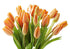 20 KaBloom - Bouquet of Orange Tulips - Fresh Flowers for Birthday, Valentine's & Mother's Day