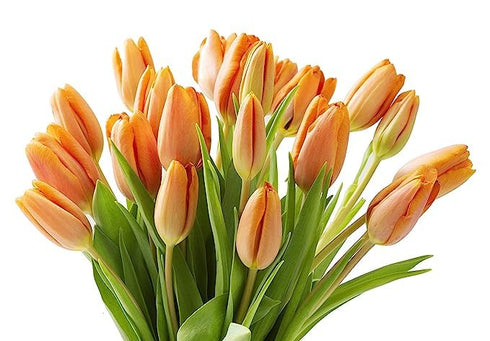 10 KaBloom Flowers -Valentine's Day Collection - Orange Tulips without vase, Gift for Birthday, Sympathy, Anniversary