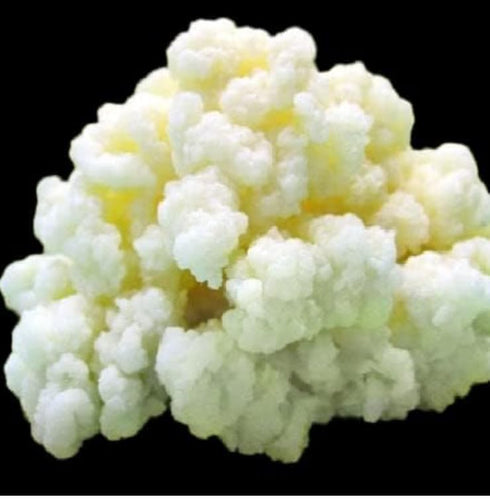 Generic Milk Kefir Grains Starter Bulgaros de Leche, Pajaritos de Leche Fast Growth
