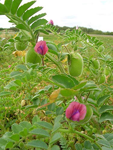 (2LB) Organic Garbanzo Beans (ChickPeas)-Raw/Non-GMO/Kosher Sproutable Low Sodium Bulk Vegan Dietary Fiber