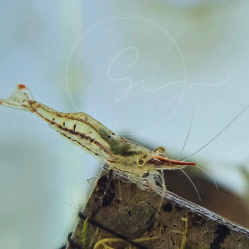 Swimming Creatures Freshwater Aquarium Shrimp - A Perfect Combo to Brighten Your
