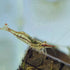 Swimming Creatures Freshwater Aquarium Shrimp - A Perfect Combo to Brighten Your