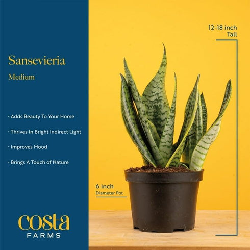12-Inches Costa Farms Sansevieria Grower's Choice Snake Live Indoor Plant, Tall, Grower Pot
