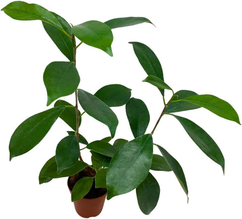 BubbleBlooms Mini Ficus Bonsai in a 2 inch Pot