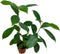 BubbleBlooms Mini Ficus Bonsai in a 2 inch Pot
