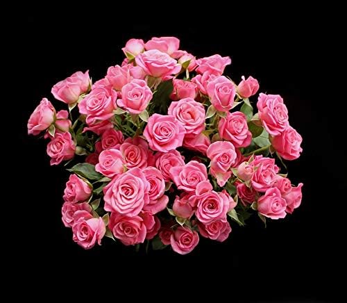 Home Comforts Roses Bouquet Flowers Pink Saturday Red Pink-20 Inch by 30 Inch Laminated