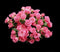 Home Comforts Roses Bouquet Flowers Pink Saturday Red Pink-20 Inch by 30 Inch Laminated