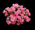 Home Comforts Roses Bouquet Flowers Pink Saturday Red Pink-20 Inch by 30 Inch Laminated